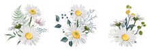 Set Of Chamomile (Daisy) Bouquets, White Flowers, Buds, Green Leaves, Fern And Berries. Botanical Illustration On White Background For Design, Hand Draw Illustration In Vintage Style.