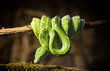 © smerlot - green tree python