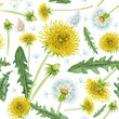 Floral seamless pattern, dandelions print on paper or textile. Dandelions background. Summer plants.