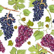 Vector seamless pattern with grape branches. Grape background. Isolated on white background. Watercolor imitation. Textile print design.