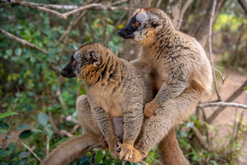  Common Brown Lemur - Red lemur (Eulemur rufus), Endangered, endemic.Madagascar