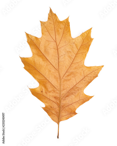 single dry yellow oak leaves