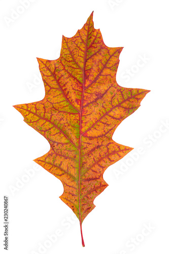 single dry multicolored oak leaves