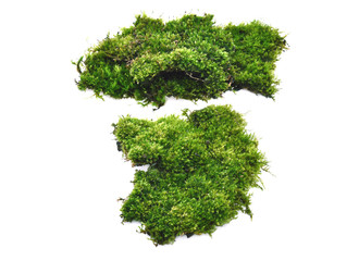 Wall Mural - Green moss isolated on white bakground