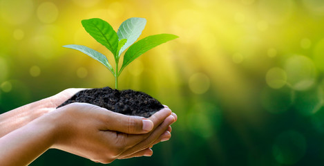 environment Earth Day In the hands of trees growing seedlings. Bokeh green Background Female hand holding tree on nature field grass Forest conservation concept