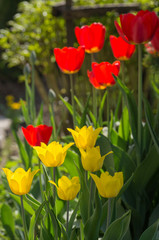 Wall Mural - group of beautiful tulips