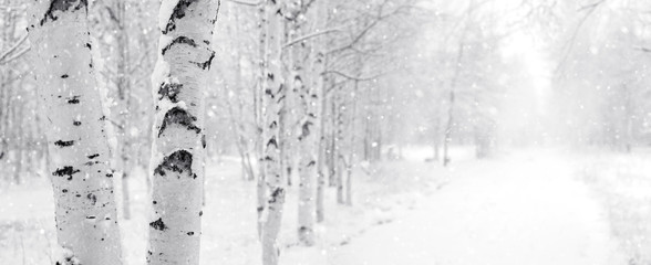 Wall Mural - Winter landscape with snowy birch trees in the park
