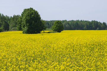 Wall Mural - field of flowers in front of forest