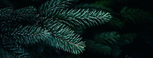 Christmas  Background With Beautiful Green Pine Tree Brunch Close Up. Copy Space..