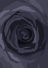Black Rose Close Up, Background In Vertical Format