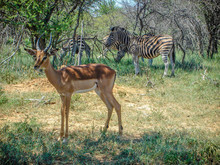 Impala On Grass Field With Zebras Behind In The Back