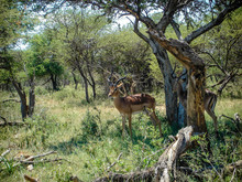 Impala In A Park In Africa