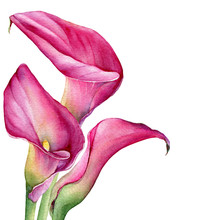 Bouquet Of Pink Calla Lily Zantedeschia Rehmannii Flower. Watercolor Hand Drawn Painting Illustration Isolated On A White Background.