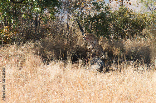 Fotografie, Obraz Wild Jaguar eating it"s catch between long grass