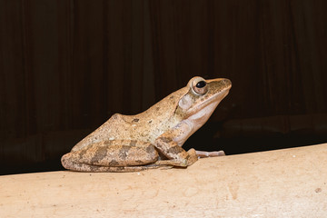 Tree frog on dark background