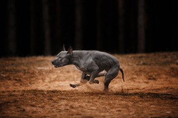 Wall Mural - Gray Thai Ridgeback rushing at the speed of light through the forest