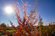 © Marc - Rotgekräuseltes Gestrüpp vor der Sonnen. Wunderbarer Sonnenstern. Schöner goldener Herbst