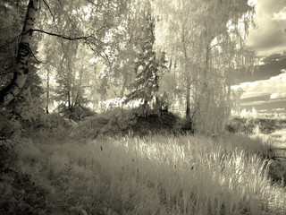  Infra red photo. Another vision. Russia, Ural, Perm Region