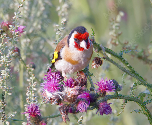Cuadros en Lienzo Closeup of a Goldfinch bird eating purple thistle, the favourite food (latin: Sp