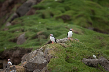 Wall Mural - Atlantic puffin, fratercula arctica, Faroe island