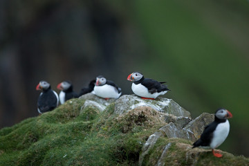 Wall Mural - Atlantic puffin, fratercula arctica, Faroe island