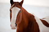 Fototapeta Pokój dzieciecy - Indian horse red and white