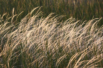 field of wheat