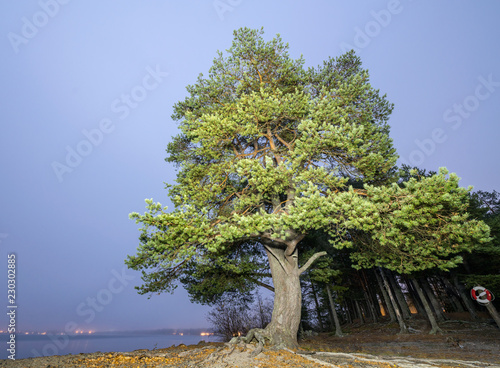 big wide pine tree stands at the coast of scandinavian lake, foggy ...