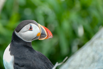 Poster - Atlantic Puffin, Machias Seal Island	