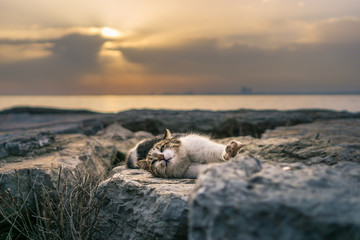 A sleepy cat is stretching its paws towards us on rocks at the beach at sunset