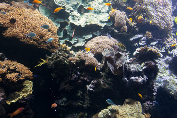 Tropical fish with corals and algae in blue water. Beautiful background of the underwater world.