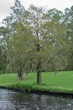 Weeping Willow Tree