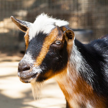 Close Up Portrait Of A Brown Goat