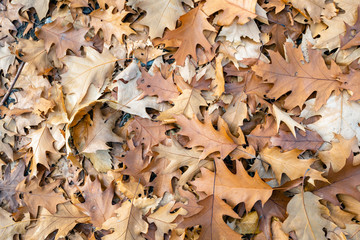 Sticker - Brown discolored oak leaves fallen on the forest floor