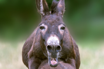 A mule makes a face during mating. Concept: animals or wildlife