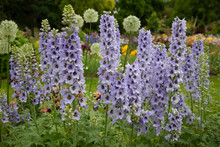 Close Up Isolated View Of Tall Purple Foxglove Flowers In Full Bloom With Green Leaves And Garden In Background 