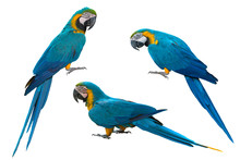 Blue And Gold Macaw Isolated On White Background