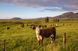 © Sheryl - A hereford cow looks up from grazing in the evening sun in New Zealand