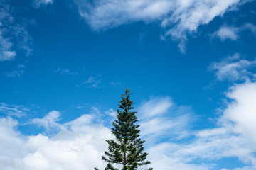 Lonely pine tree with blue cloudy sky