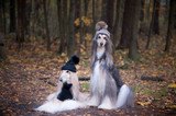 Fototapeta Zwierzęta - Dogs, Two funny, very cute Afghan hounds hats and scarves on the background of the forest, women of fashion, beauty. Concept clothes, fashion for dogs