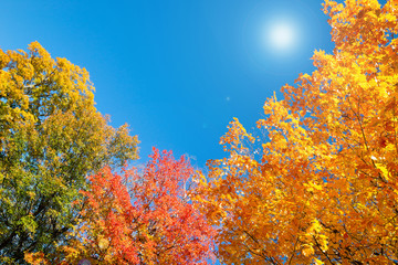 Golden, orange and red autumn foliage tree top leaves against sunny, blue sky. Copy space.