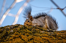Gray Squirrel Resting On A Black Walnut Branch. Spokane, Washington, USA