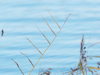 Wall Mural - dry grass by the river