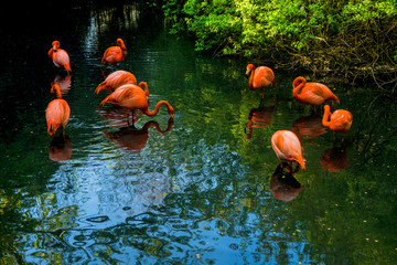 Naklejka park ptak natura tropikalny