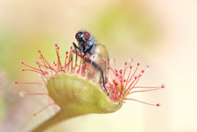 Cruel Nature, Sundew And Meal