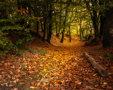 Autumn Woodland Trail, Woodbury Hill Fort, Devon, UK