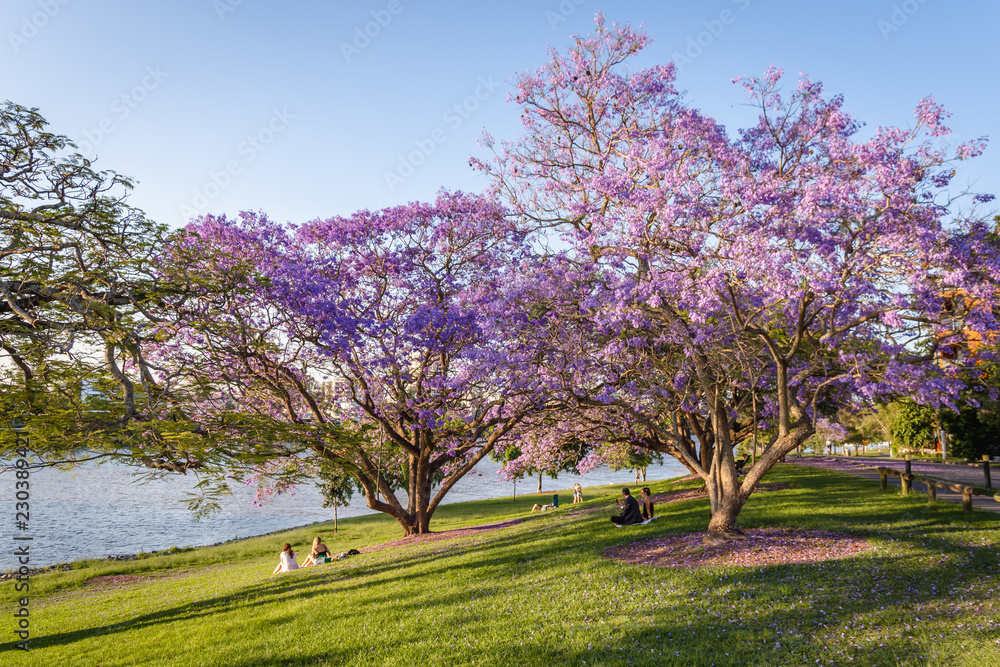 People enjoy picnics in the late afternoon sun along the Brisbane River - obrazy, fototapety, plakaty 