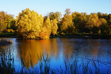 Big Yellow Tree Over The Water With Autumn Foliage. Beautiful Reflection Of A Tree On The Lake Surface. Russia, Moscow