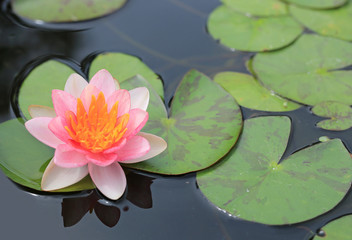 Canvas Print - Beautiful pink Lotus flower in pond, Close-up Water lily and leaf in nature.