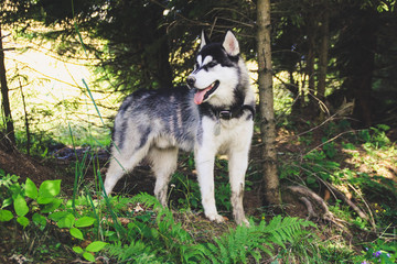  Husky walk in the nature. Traveling with dogs. Dirty Haski in the nature.Ukrainian mountains of the Carpathians. Travel to the mountains.